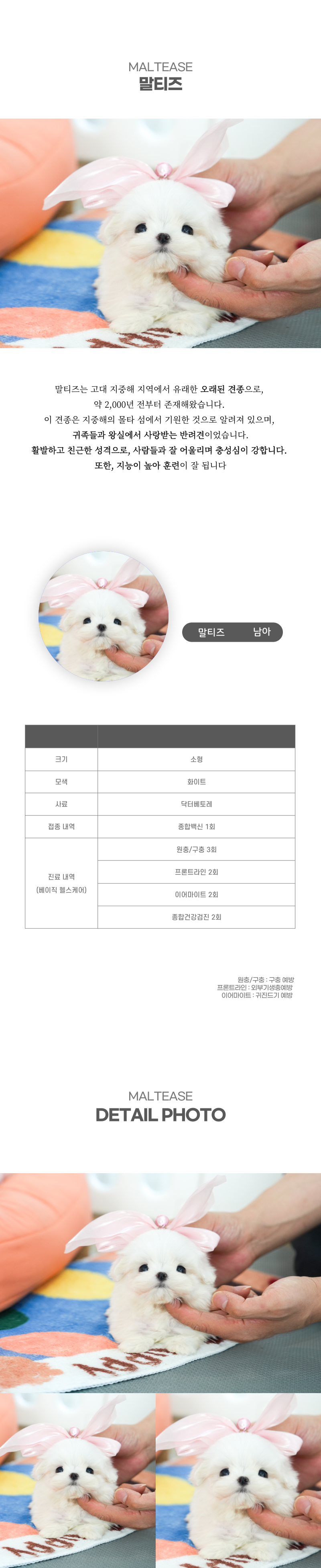 말티즈_상세이미지_2